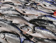 King Salmon on ice