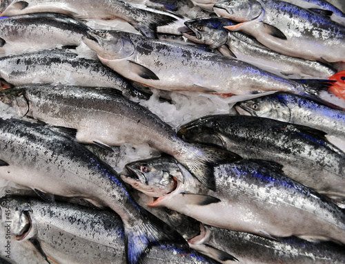 Photo: King Salmon on ice King Salmon on ice