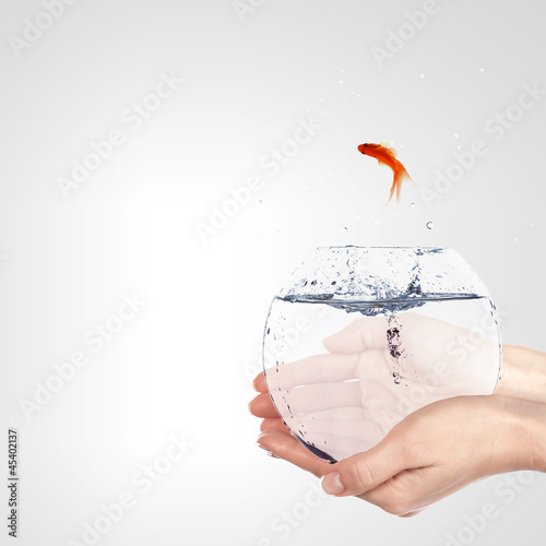 Photo: A Golden Fish In A Bowl A Golden Fish In A Bowl
