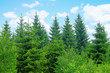 Forest and sky
