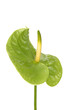 Anthurium flower with leaves