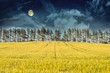 Mysterious Landscape – Yellow Field, Moon & Dark Night Sky