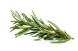 Branch of rosemary