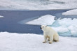 Polar bear in natural environment