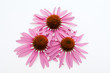 Pink coneflower head, isolated on white background