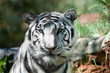 Tigre blanc royal (Panthera tigris)
