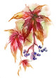 Watercolor -Virginia creeper twig-