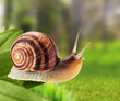 Garden snail