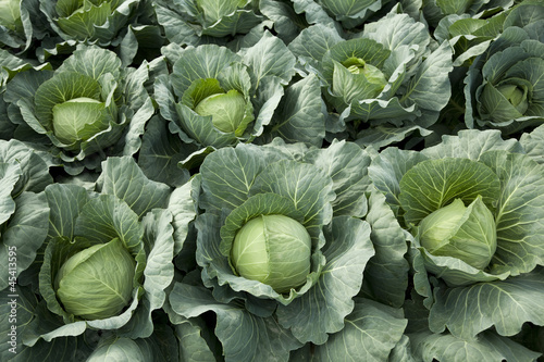 Photo: cabbages cabbages