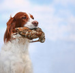 dog holds a woodcock