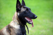 Photo: belgian malinois belgian malinois