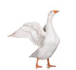 Domestic goose