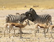 Zebras @ Etosha Nationalpark