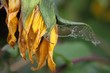 Verblühte Sonnenblume