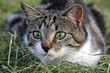 Junge Katze kurz vor dem Angriff