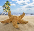 Starfish On The Beach