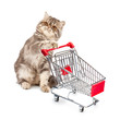 Foto: Cat with a cart Cat with a cart