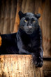 Black leopard