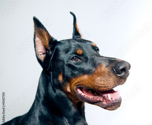 Photo: Doberman Pinscher Doberman Pinscher