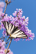 Butterfly on lilac flowers