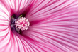 Pink freshness. Flowers Mallow (Malva neglecta)