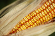Corn