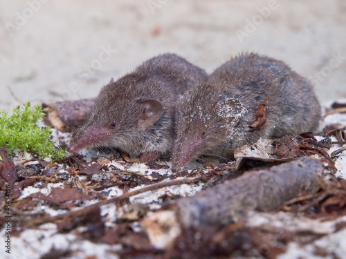 Photo: Greater white-toothed shrew (Crocidura russula) Greater white-toothed shrew (Crocidura russula)