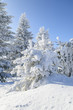 Photo: verschneite Tannen verschneite Tannen