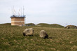 Skudden auf Helgoland