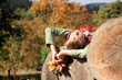 Boy is sunbathing – gold autumn