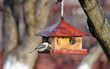 Small bird is feeding at a manger