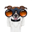 binoculars  searching looking observing  dog