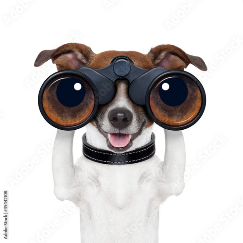 Photo: binoculars searching looking observing dog binoculars searching looking observing dog