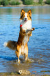 Border collie playing in the water