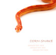 Close up of corn snake