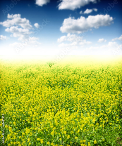 Photo: Rape Field Rape Field