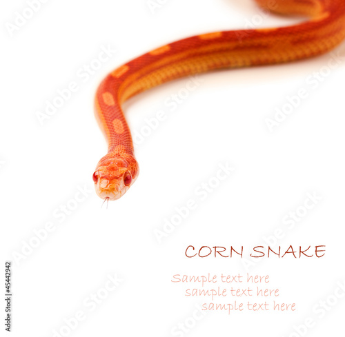 Photo: Close up of corn snake Close up of corn snake