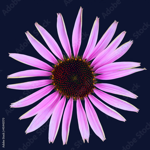 Photo: Echinacea Echinacea