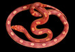 Amel Motley Corn snake