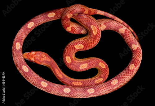 Photo: Amel Motley Corn snake Amel Motley Corn snake