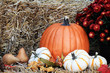 Pumpkins and Chrysanthemums