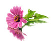 Zinnia flower