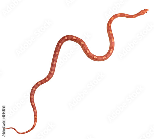 Photo: Amel Motley Corn snake Amel Motley Corn snake