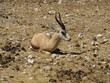 Springbock @ Namibia