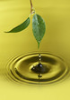 Water droplet falling from a green leaf is creating circles