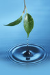 Water droplet falling from a green leaf is creating circles