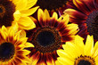 sunflowers