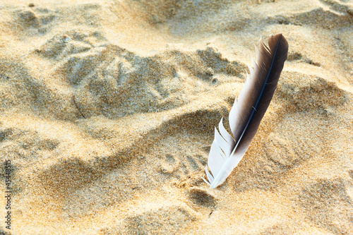 Photo: Feather and sand Feather and sand