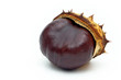 kastanie