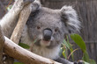 Photo: Koala looking from the branches, Australia Koala looking from the branches, Australia